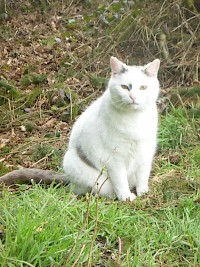 Kater Pinsel