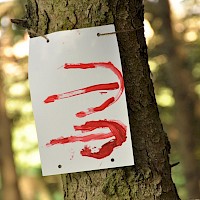 Bunte Pfeile weisen den Weg durch den Wald.