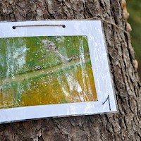 Wer kann's erkennen? Die Fotos zeigten ein Blatt, Moos, einen Stein, nasses Gras, Kastanienschale und eine Eichel.