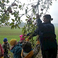 Die unteren Äpfel können wir gerade noch erreichen.