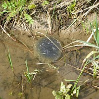 Wir entdecken einen großen Klumpen Froschlaich.