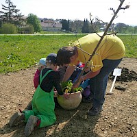 Der Kirschbaum wird mit vereinten Kräften in die Erde gepflanzt.