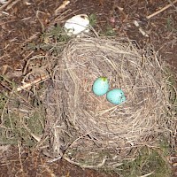 Eier der Singdrossel