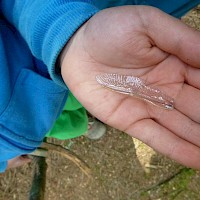 ein zarter Libellenflügel