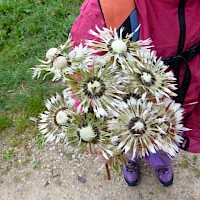 Sternenblumen....