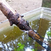 Zwar noch mit Stummelschwanz, aber schon erkennbar ein Frosch!