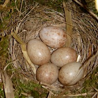 Am nächsten Tag waren es schon fünf!