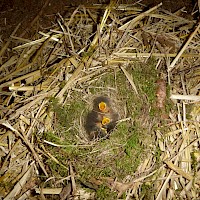 Die Jungvögel sperren hungrig die Schnäbel auf.