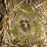 Schlafpause in der Vogelkinderstube.