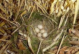 Ein Rotkehlchen zur Untermiete im Tipi.