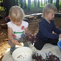 Die Beeren werden sorgfältig abgezupft, gewaschen, gekocht…..