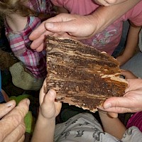 Gespannt beobachten die Kinder die Gänge des Borkenkäfers.