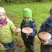 Diese drei Prachtexemplare wandern gleich in die Bratpfanne.