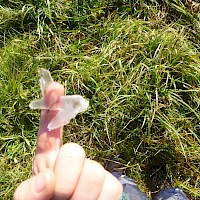 Ein Schmetterling aus Eis.