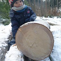 Jahresringe laden zum Zählen ein.
