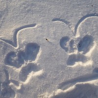 Kommt schon der Frühling?