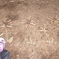 Zapfenblumen wachsen auch in der kalten Jahreszeit.