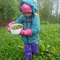 Viele Blüten braucht es für’s Löwenzahngelee.