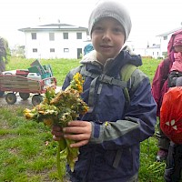Extradicke Löwenzahnexemplare