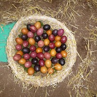 Viele bunte Eier für’s Osterfrühstück