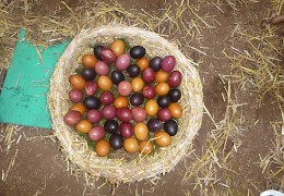Kunterbunte Eier für's Osterfrühstück