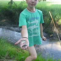 Bachmuschelschalen