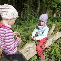Suppengrün für die Waldsuppe.