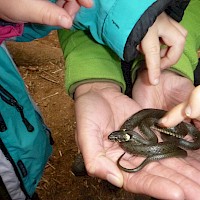 Ringelnatterbesuch