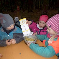 Duftende Kamillenblüten für die Salbe