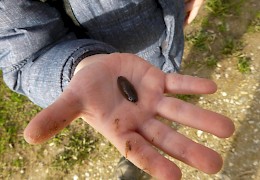 Die kleine Schnecke ist auch schon wieder da.