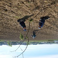 Wir pflanzen heut mal einen Baum, vielleicht wächst er ja noch an!