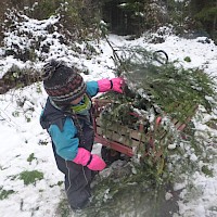 Viele Zweigerl brauchen wir für den großen Adventskranz.