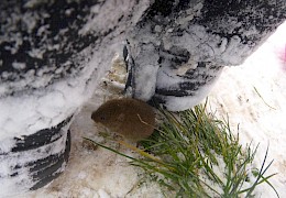 Eine kleine Schneemaus.....
