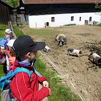 Den Schweinen konnten die Waldlauser lange zuschauen.