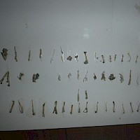Die größten Knochenstücke werden aufgeklebt. Da finden sich auch Federreste und ein Vogelschnabel.
