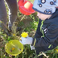 Die Blüten werden vorsichtig gepflückt.