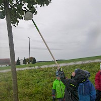 Viele leckere Birnen warten auf uns.