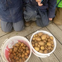 Für heute sind wir sehr zufrieden. Morgen kommen die nächsten Kartoffeln an die Reihe.
