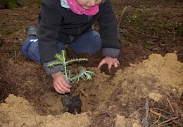 Bäume für die nächste Generation an Waldlausern