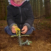 Schließlich sollen die Tännchen ja nicht gleich von den Waldtieren angeknabbert werden.!