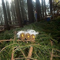 Aus kleinen Lärchenzapfen werden die drei Spatzen.