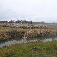 Noch warten die Schafe im Pferch auf’s Weiterziehen.