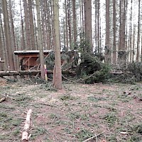 Der mächtige Baumwipfel flog über den Schuppen und landete direkt davor.