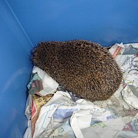 Der schwache Igel wird in einer Kiste zum Tierarzt transportiert.