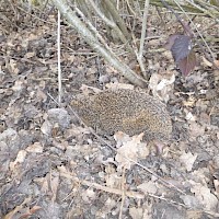 Alles Gute kleiner Igel!