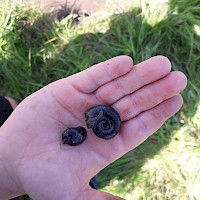Auf Entdeckertour: Wasserschnecken im Lausbach!