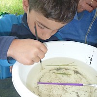 Mit dem Pinsel werden die kleinen Tierchen ganz behutsam in das Lupenglas verfrachtet.