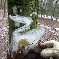 Ein Eisschwan aus der Pfütze.