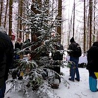 Einer der vielen Christbäume rund um die Jurte....