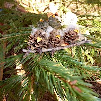 Drei Lärchenzapfen verwandeln sich in Spatzen.